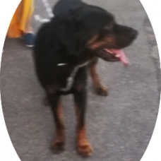 Image pour l'annonce Donne jeune beauceron