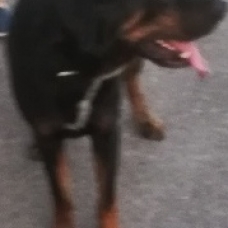 Image pour l'annonce Donne jeune beauceron