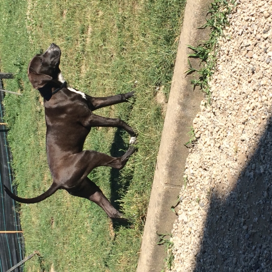 Image pour l'annonce vendre chiot femelle   dogue allemand croisé labrador