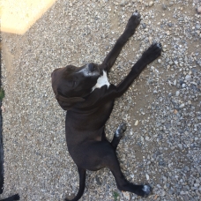 Image pour l'annonce vendre chiot femelle   dogue allemand croisé labrador