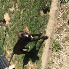 Image pour l'annonce vendre chiot femelle   dogue allemand croisé labrador