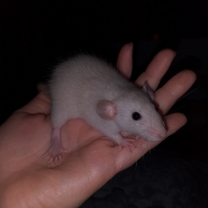 Image pour l'annonce Bébés et jeunes rats mâles femelles à adopter