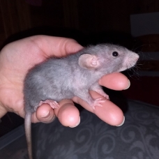 Image pour l'annonce Bébés et jeunes rats mâles femelles à adopter