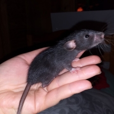 Image pour l'annonce Bébés et jeunes rats mâles femelles à adopter