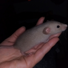 Image pour l'annonce Bébés et jeunes rats mâles femelles à adopter
