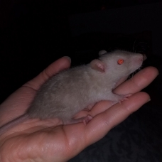 Image pour l'annonce Bébés et jeunes rats mâles femelles à adopter