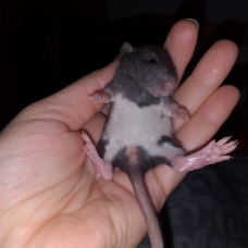 Image pour l'annonce Bébés et jeunes rats mâles femelles à adopter