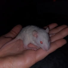 Image pour l'annonce Bébés et jeunes rats mâles femelles à adopter