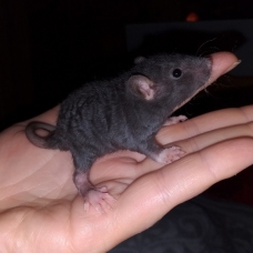 Image pour l'annonce Bébés et jeunes rats mâles femelles à adopter