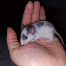 Image pour l'annonce Bébés et jeunes rats mâles femelles à adopter