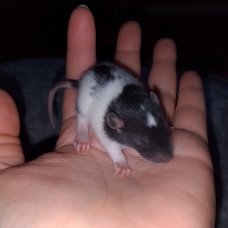 Image pour l'annonce Bébés et jeunes rats mâles femelles à adopter