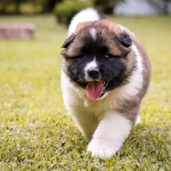 Image pour l'annonce Vends magnifique femelle akita