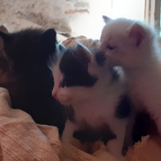 Image pour l'annonce Donne adorables chatons