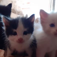 Image pour l'annonce Donne adorables chatons