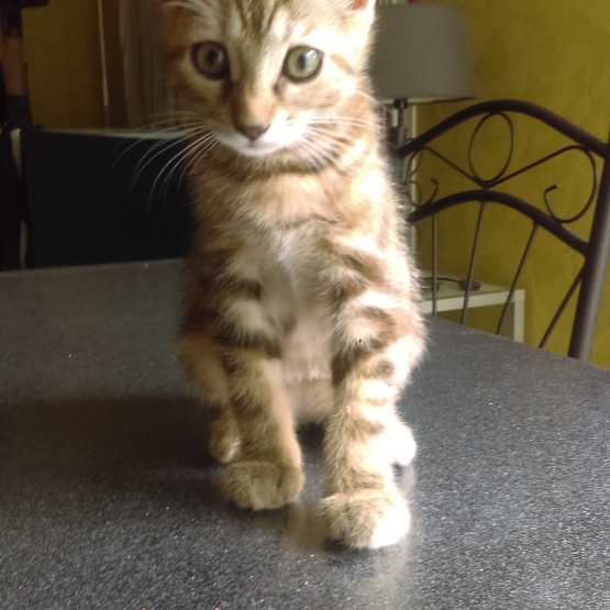 Image pour l'annonce A adopter 4 chatons