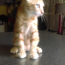 Image pour l'annonce A adopter 4 chatons