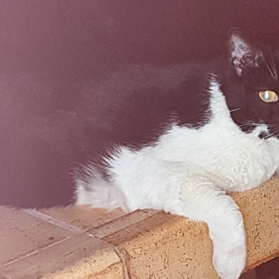 Image pour l'annonce Suite décès, donne chat