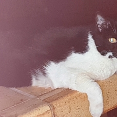 Image pour l'annonce Suite décès, donne chat