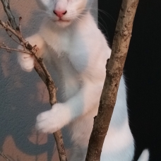 Image pour l'annonce Magnifique chatons type orientale