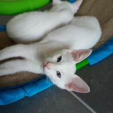 Image pour l'annonce Magnifique chatons type orientale