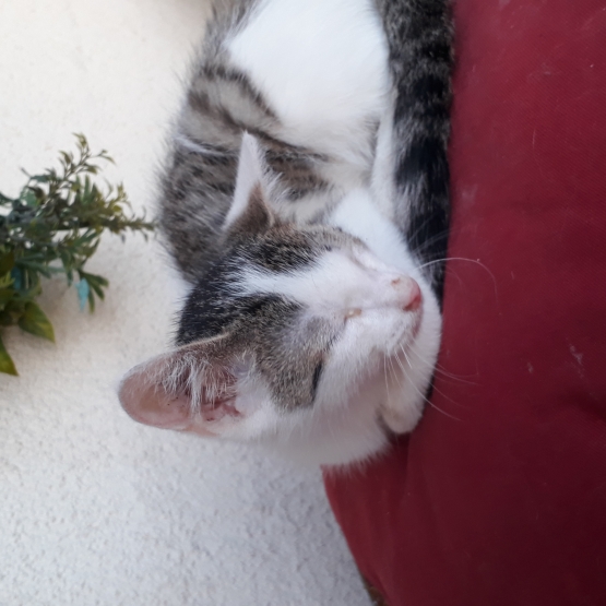 Image pour l'annonce Donne chaton