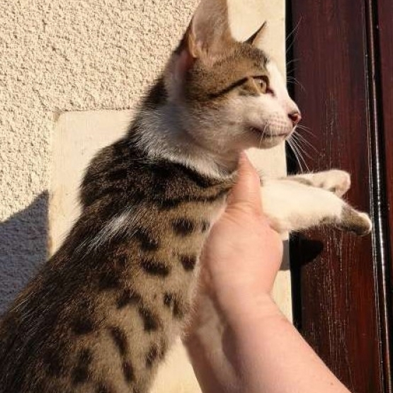 Image pour l'annonce Chatons croisés Bengal
