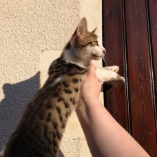 Image pour l'annonce Chatons croisés Bengal
