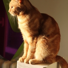 Image pour l'annonce Donne jeune chat