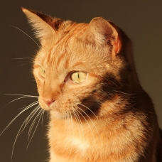 Image pour l'annonce Donne jeune chat