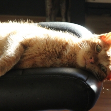 Image pour l'annonce Donne jeune chat
