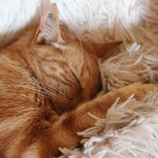 Image pour l'annonce Donne jeune chat