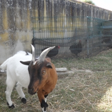 Image pour l'annonce Cède bouc nain castrè