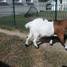 Image pour l'annonce Cède bouc nain castrè