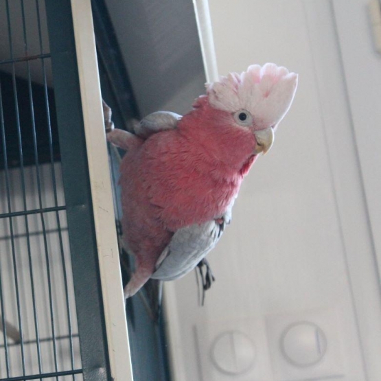 Image pour l'annonce Fred magnifique Cacatoès Rosalbin à adopter