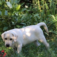 Image pour l'annonce à vendre chien  labardor