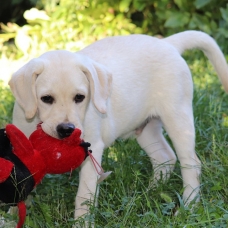 Image pour l'annonce à vendre chien  labardor