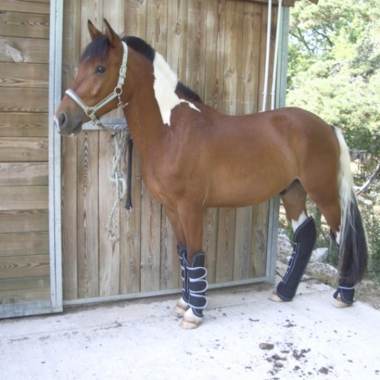 Image pour l'annonce Poney croisé Mérens et Pottok pour retraite