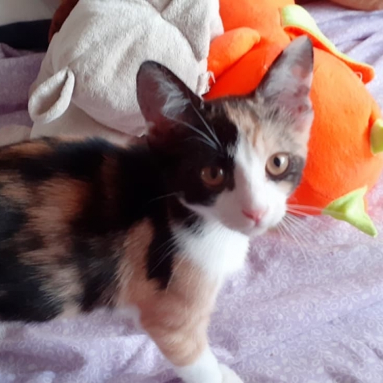 Image pour l'annonce donne 3 chatons femelles