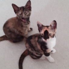 Image pour l'annonce donne 3 chatons femelles