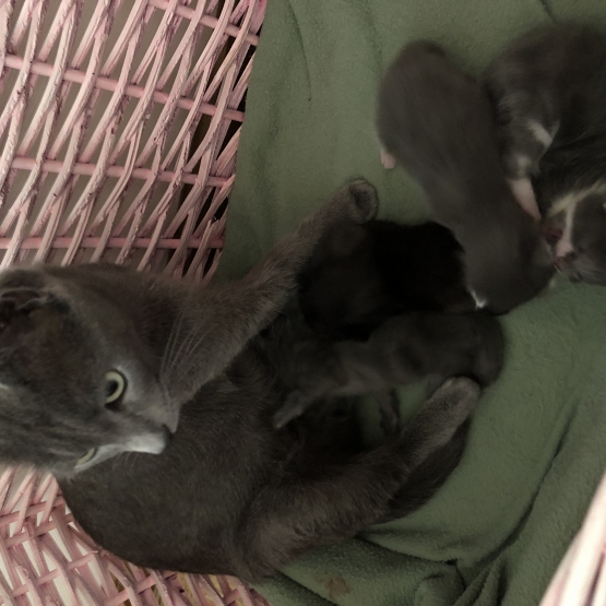 Image pour l'annonce Donne chatons