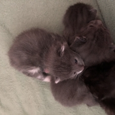 Image pour l'annonce Donne chatons