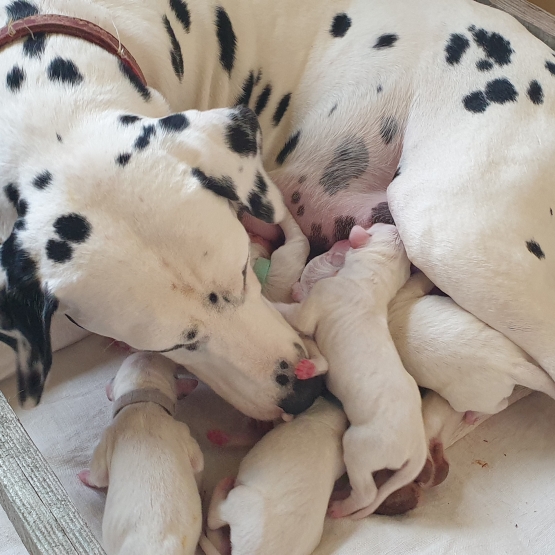 Image pour l'annonce Vends chiots dalmatiens