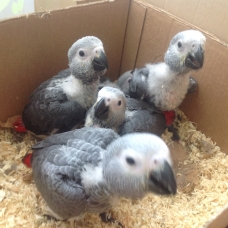Image pour l'annonce Jeunes perroquets gris du gabon eleve a main ,bague avec papiers
