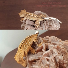 Image pour l'annonce Vend gecko a crête