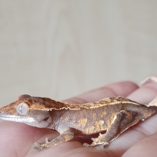 Image pour l'annonce Vend gecko a crête