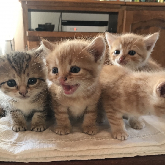 Image pour l'annonce Donne 4 chatons
