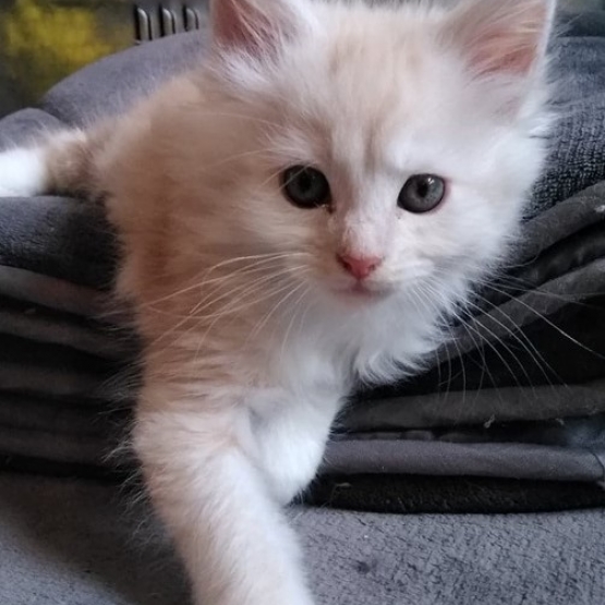 Image pour l'annonce Chatons mâle Maine Coon Loof