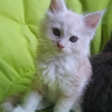 Image pour l'annonce Chatons mâle Maine Coon Loof