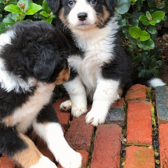 Image pour l'annonce Trés beaux chiots à donner