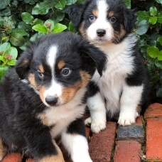 Image pour l'annonce Trés beaux chiots à donner